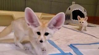 Silly Baby Fennec Foxes! 😍