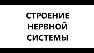 Строение нервной системы: головной и спинной мозг, нейроны