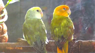Lovebird's Sounds - Lovebird Roseicollis - Orange-Head & Orange-Faced