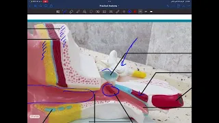 Practical anatomy _ head&neck p2