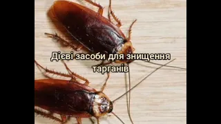 Дієві засоби для знищення тарганів тараканів