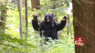 JFL Hidden Camera Pranks & Gags: Grizzly Bear Surrenders