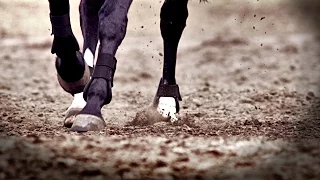 Freak ⟗ Equestrian Show Jumping Music Video