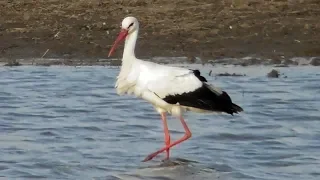 Белые Аисты / White Stork / Cicogna Bianca