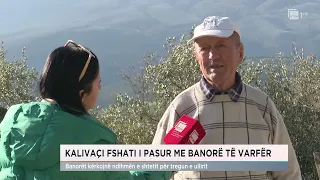 Kalivaçi fshati i pasur me banorë të varfër, banorët kërkojnë ndihmën e shtetit për tregun e ullirit