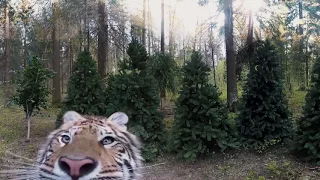 Amur Tiger Center at SPIEF-2017