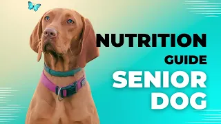 Senior Dog Nutrition: A Guide to Choosing the Right Diet