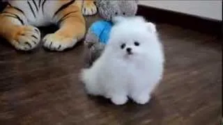 Белый щенок померанского карликового шпица! White puppy Pomeranian Dwarf!