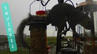 SQUIRREL Trying to Get a Nut On a Rainy Day! Marsh View Bird Feeder Cam #squirrel #squirrels #birds