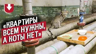 70 котов живет в Эрмитаже. А вы знали?