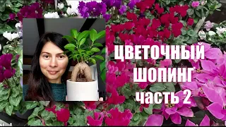 Обзор комнатных цветов - Названия растений и мои покупки🌱