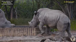 Rhino Calf Playing While Mom's Having A Drink