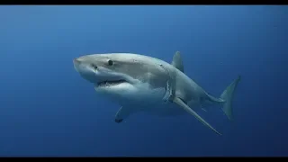 GREAT WHITE SHARK - ANDY BRANDY CASAGRANDE IV - ABC4EXPLORE