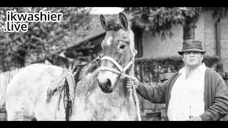 Belgische Trekpaarden op prijskamp - Belgian Draft Horse - Trait Belge - ikwashier.live in Evergem