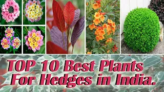 TOP 10 Best Plants for Hedge in India // Top 10 Hedge Plants Use in landscaping // Hedge Plants.