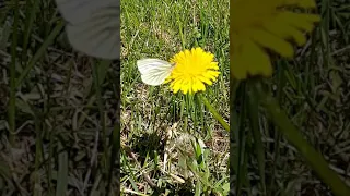 🦋бабочка на цветке молочая🌼butterfly on a milkweed flower🌼🦋