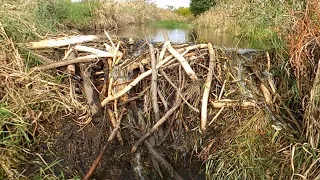 Draining Huge Beaver Dam From Culvert Drainage, Damage Appears Everywhere