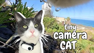 A Cat Enjoying A Beautiful Ocean View - Cat With A Camera