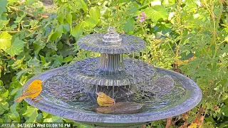Beautiful Yellow Warblers Taking a Bath at the Water Fountain.  #waterfountain #birdwatchers