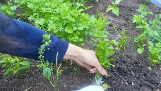 Garten in May | Coriande harvesting