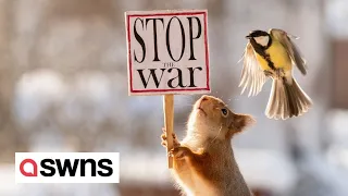 Wildlife photographer spreads message of peace with cute anti-war squirrel videos | SWNS