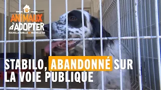 Stabilo, le chien abandonné sur la voie publique