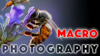 Macro Photography. Where to start?