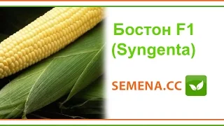 Бостон F1 кукурудза (Syngenta) Культура в полі