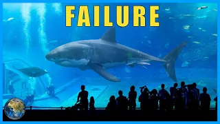 What happened to the Great Whites we put in aquariums?