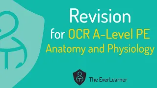 OCR A-Level PE 2022 Revision: Anatomy and Physiology