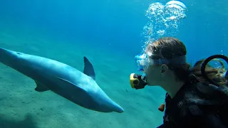 Дайвинг с дельфинами в Красном море. Мы в Эйлате. Израиль