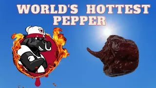 Guinness World Record World's Hottest Pepper Carolina Reaper Chocolate Version