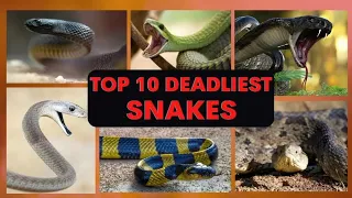 IMPOSSIBLE! Giant SNAKE Lay Eggs Hunters Saving Girl | MIKE FISHING#video #2024