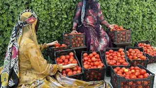 From Farm to Village: Harvesting, Peeling, and Making Tomato Paste