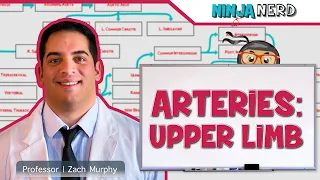 Circulatory System | Arteries of the Upper Limb | Flow Chart