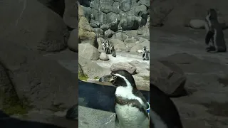 Penguins at the Rosmond Gifford Zoo