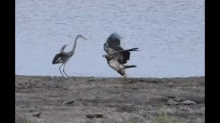 BALD EAGLE ATTACKS GREAT BLUE HERON