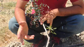 Ucb Antep Fıstığı Fidanı Aşısı Temmuz Aşısı UCB Pistachio Rootstock Grafting in July