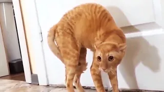 Funny Scaredy Cats Compilation! - (READ DESCRIPTION) 👇🔥