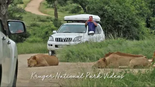 Big Lion Pride cause traffic jam blocking the road | Wildlife Sightings Today Kruger Park.