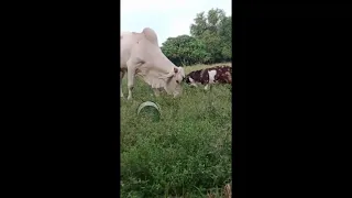 THE BATTLE OF THE COW AND THE GOAT By: Lance Aljur Abrenica