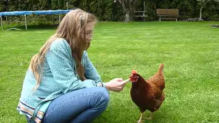 The Very Best of Pets! (Chickens of course!)