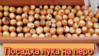 Если нету дачи ?! свежая зелень на балконе!