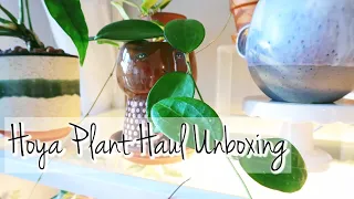 Hoya Plant Haul Unboxing