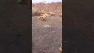 лиса на русском лстрове