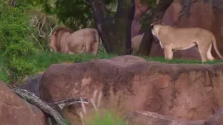 Disney's Animal Kingdom Safari & Jungle Book Show