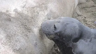 Baby elephant seal feeding - January 2022 - San Simeon beach, California