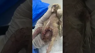 Tumor removed from chik's abdomen #tumor #lump #surgery #chicks #poultry #chicken #birds #Animals