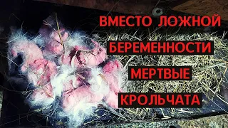 Вместо ложной беременности мертвые крольчата!