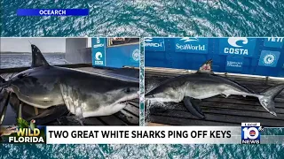 Great white sharks ping off Florida Keys